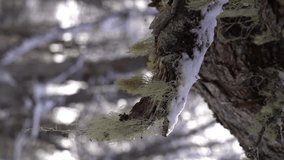 Close-up of moss-covered tree bark with patches of snow in a quiet winter forest setting - Powered by Shutterstock - Get 15% off with code: PIKWIZARD15