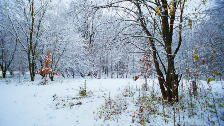 The forest covered with snow, the magical atmosphere of the New Year holidays, every touch of nature seems to be part of a magical miracle. High quality 4k footage