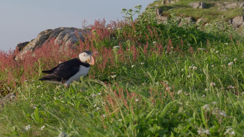Elliston Puffin Viewing Site, Newfoundland, Canada. Summer 2024