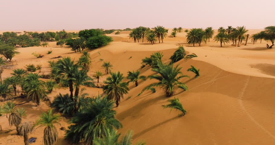 Desert Sand Dunes With Palm Trees In Tanouchert Oasis, Mauritania, Africa. - aerial shot