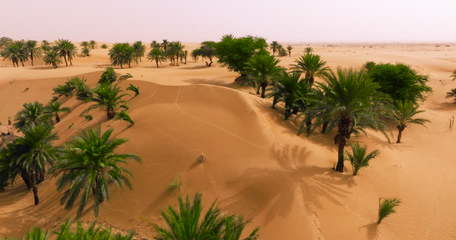 Date Palm Trees In The Desert At Tanouchert Oasis In Mauritania. - aerial shot