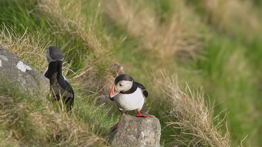 Adult Atlantic Puffin on the Cliff during sunny day in Norway