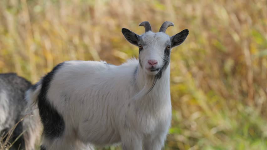 A goat lookin gin to the camera and then walking away.