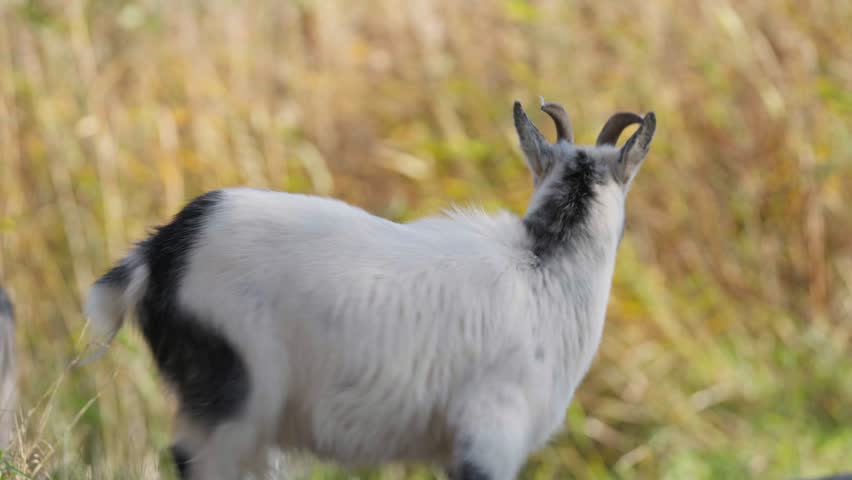 A goat lookin gin to the camera and then walking away.