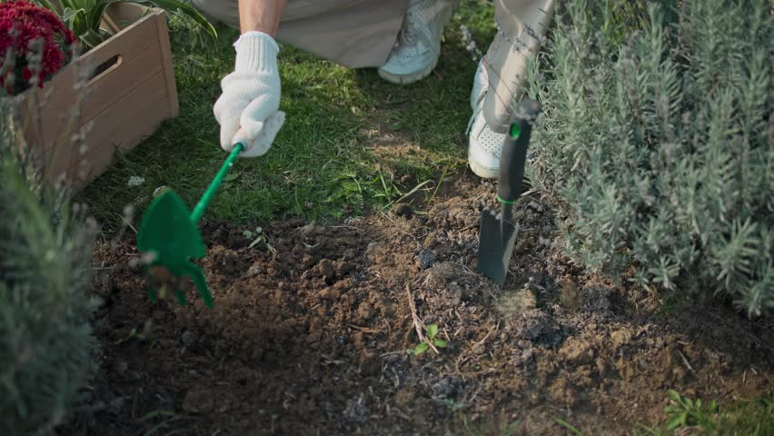 Camera focus on person digging small hole in dirt. Wearing white gloves for protection. Preparing flowers for planting in soil. Making space by using small gardening instrument with one hand.