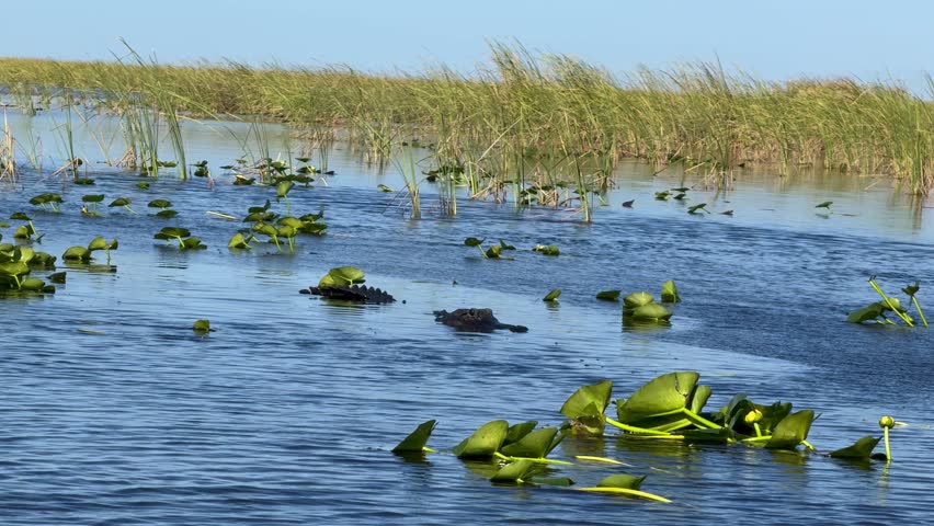 Alligator swimming  in the Florida Everglades 