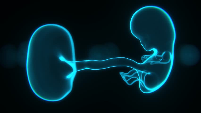 Fetus Development Stages and Embryo development Stages in Xray Video in 4K