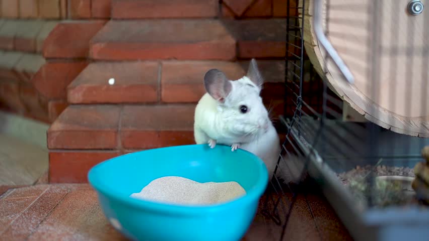 Cute Chinchilla Playing Around in the Cage