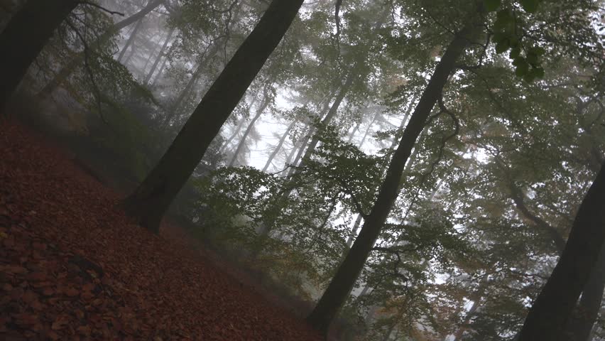 Upside-Down Spin Through a Misty Autumn Woodland with Fallen Leaves