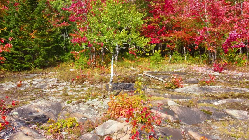 Vibrant autumn leaves flutter in wind, red hues of maple trees at Thunder Bay, Northern Ontario, Canada.