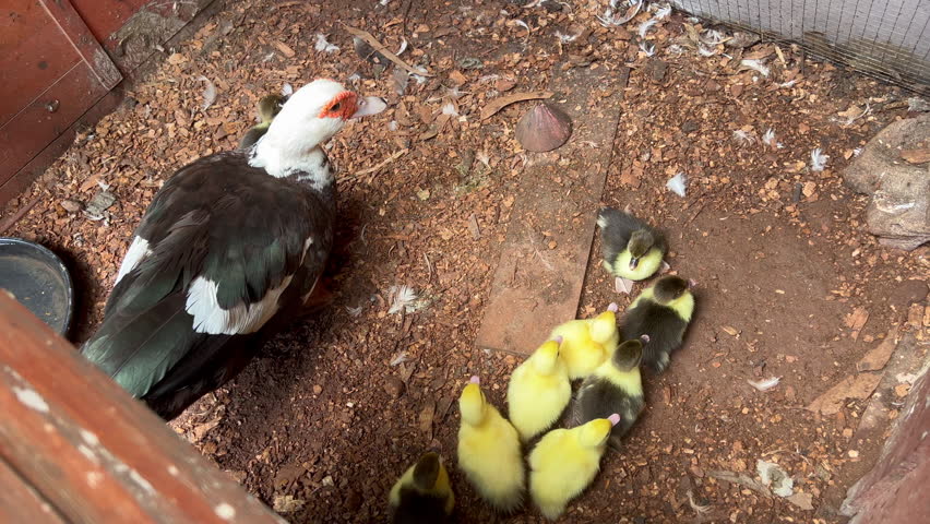 Above view of mother duck and ducklings inside a nest.