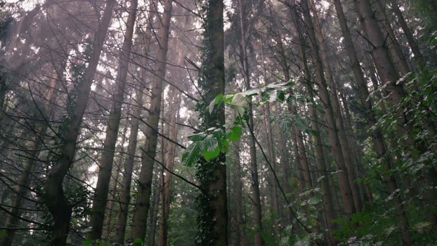 Mysterious dark and dense fir forest with light rain in middle Europe with camera looking up and green beech leaf in the foreground
