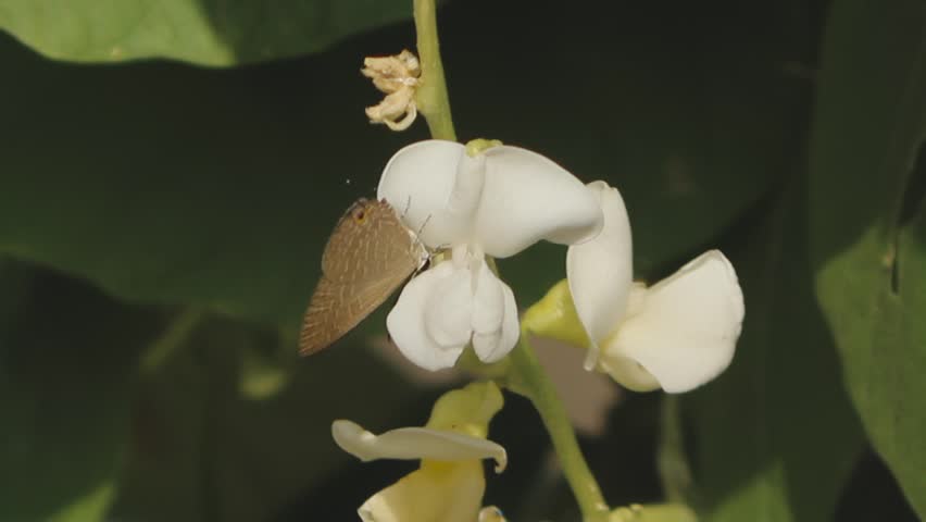 Close Up Shot of Brown Butterfly Sitting on Whit Flower 1080