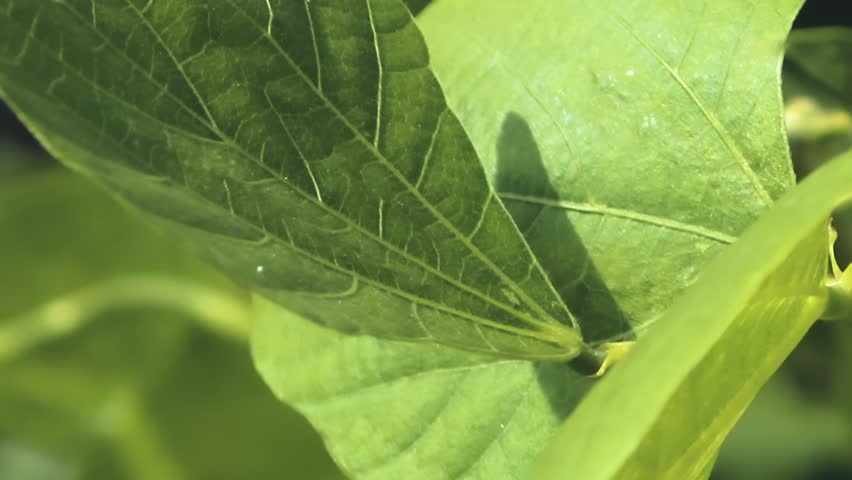 Close Up Shot of Fresh Green Leaf in the Morning Daylight 1080