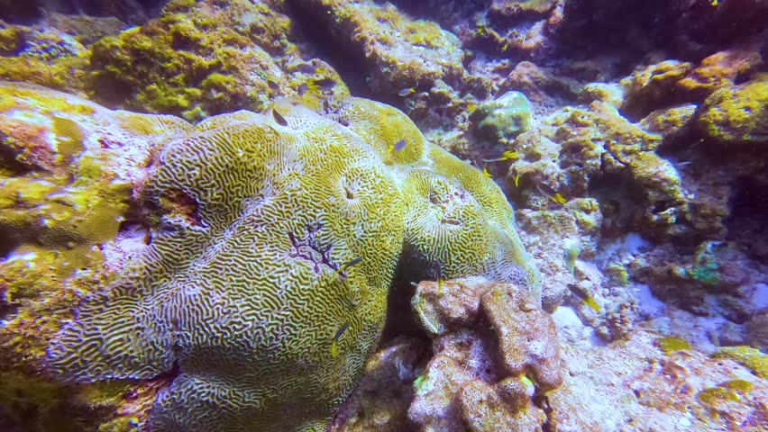 Brain Coral reef colorful tropical schools of fish underwater world in sunlight in the tropical warm waters of the ocean, floating view.