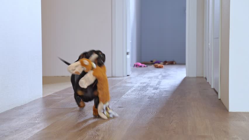 Energetic dachshund joyfully running down hallway. The dog happily plays with his favorite toy, runs with it in his teeth