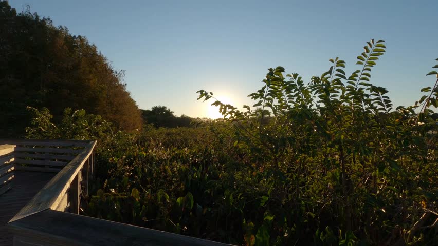 Smooth glidecam dolly along bushes leaves next to nature trail just after sunrise with the sun gleaming through at Green Cay Wetlands Nature Preserve, Boynton Beach, Florida