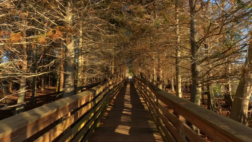 First person subjective point of view walking along the boardwalk just after sunrise at Green Cay Wetlands Nature Preserve in Boynton Beach, Florida
