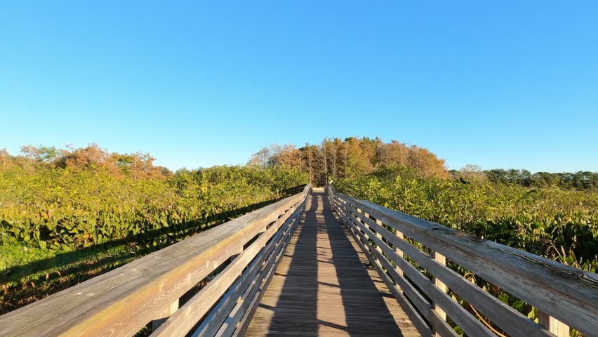 First person subjective point of view walking along the boardwalk just after sunrise at Green Cay Wetlands Nature Preserve in Boynton Beach, Florida