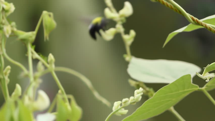 Giant Black Beetle on a White Flower Plant 1080