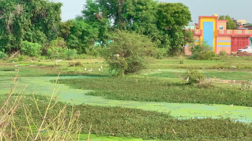 wide angle shot of a swamp filled with bird