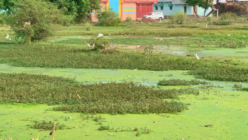 Great white egret or great white heron flying by the green swamp water filled with green duckweed and marsh vegetation