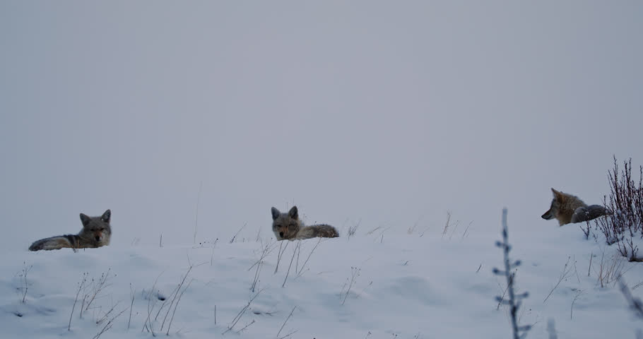 Coyotes Resting In Snowy Landscape In Alberta, Canada - Wide Shot