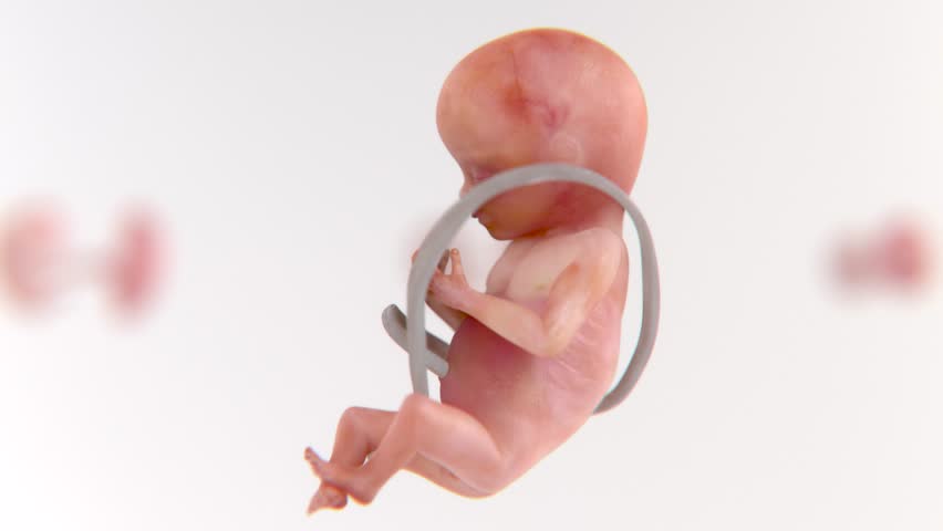 Fetus Development Stages and Embryo development Stages in Realistic Video in 4K