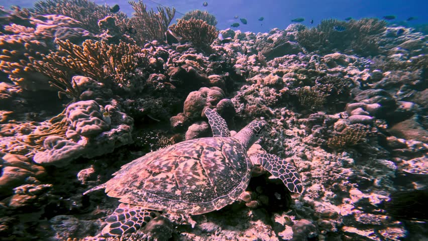 Green Turtle and Fishes Swimming in Blue Water at Coral Reef of Beautiful Ocean. Close View of Sea Rocks Covered by Tropical Plants Growing Underwater. Marine Nature and Organic Life of Small Animals