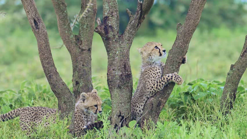 Cheetah Cubs Climbing a Tree in Serengeti National Park in Tanzania in Africa on African Wildlife Safari Animals Game Drive, Playful Cheetahs Cub Being Mischievous, Playful Baby Animals