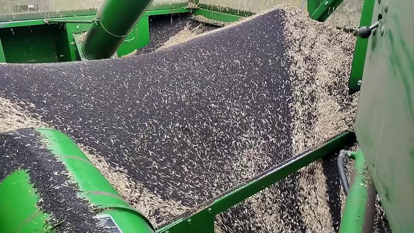 Emptying canola from the hopper of a combine