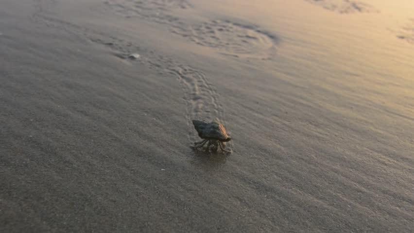 A small crab creatively using a snail shell as a protective cover while walking on a sandy beach, showcasing natural behavior and marine life.