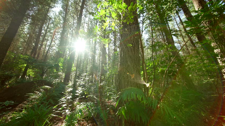 New Zealand Pine forest - mature trees - steadily moving
