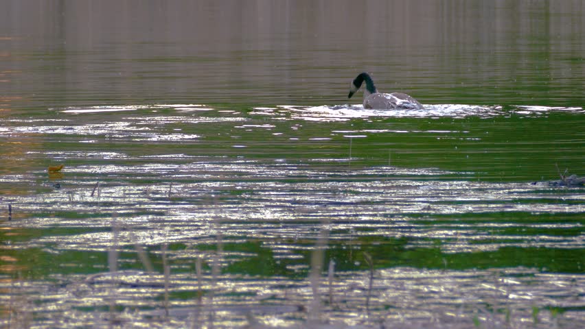 Canadian goose bathes and splashes in soft evening light over calm lake