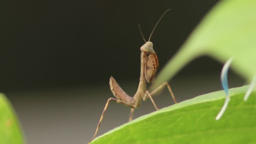 Mantis With It's Tentacles Folded Close to it's Body 1080