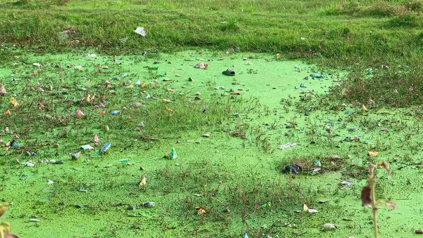 A natural swamp is polluted with plastic and become dangerous place for aquatic life