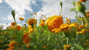 SLOW MOTION: AFRICAN MERIGOLD FLOWER ON A SUNNY DAY IN MICHOACAN - Powered by Shutterstock - Get 15% off with code: PIKWIZARD15