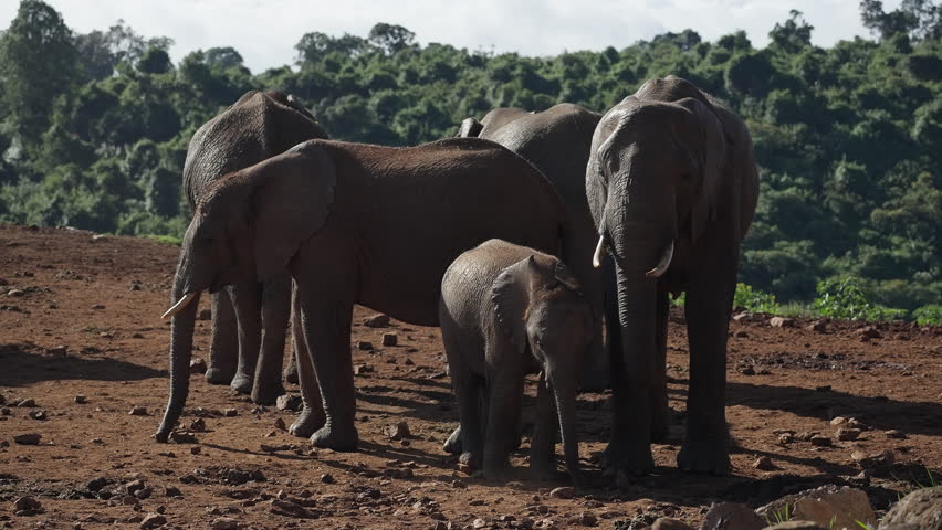 A herd of elephants with a baby elephant