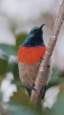 Scene of an Orange Breasted Sunbird with pollen covered face. Bird sitting on tree branch. South Africa wild nature. Ornitilogy, wild animals world. Bird watching. Beautiful bright feathered bird