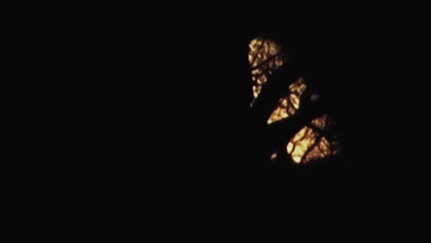 Moon Rising Behind a Tree