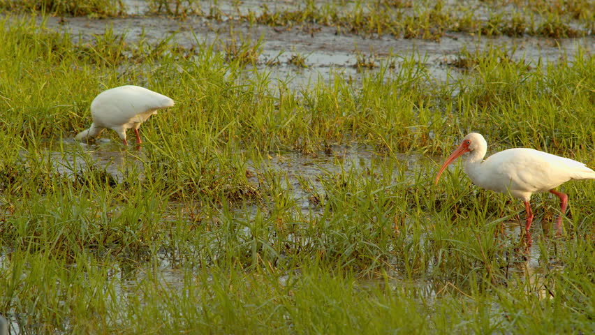 American Ibis bird forages for food in a marshy area