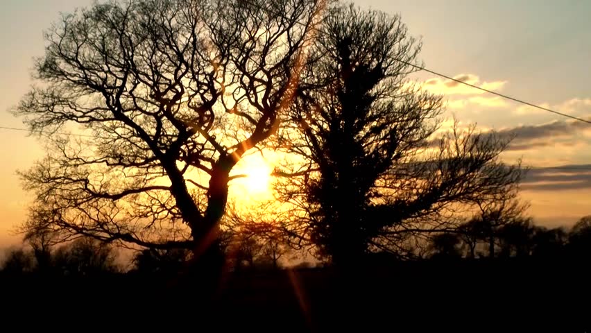 Oak Trees against an Orange Sunset