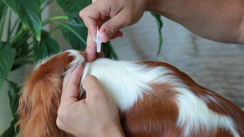 A man drops insectoacaricidal drops from a pipette onto the dog s withers. Protecting pets from parasites. Medicines for animals
