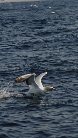 Northern gannet big flock (Morus bassanus) drifting swimming in open sea hunting sardinr fish. Amazing wild birds of South Africa. Sardine run in Wild Coast. Gannets and cormorants swaying on waves