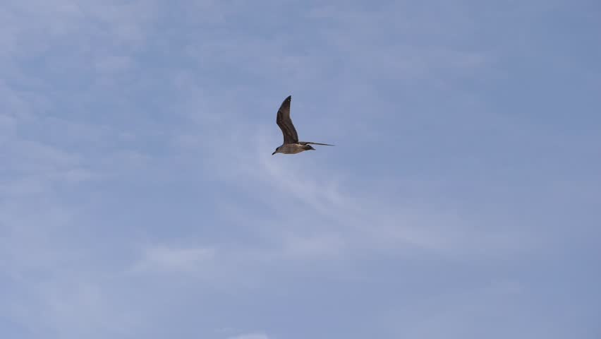 Sea gulls birds flying in sky at ocean beach of Fuerteventura Canary Island