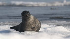 Alone seal looking around on shimmering floating ice block on Baikal lake in Siberia - Powered by Shutterstock - Get 15% off with code: PIKWIZARD15
