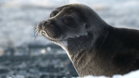 Close up portrait of seal resting on floating ice block in the sea - Powered by Shutterstock - Get 15% off with code: PIKWIZARD15