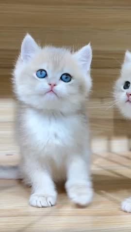 Beautiful Kitten playing with each other 