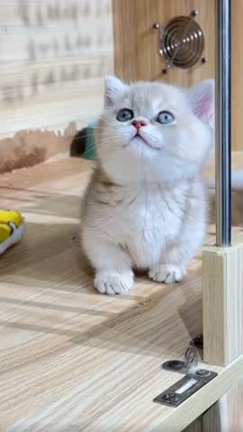 Beautiful Kitten playing with each other 