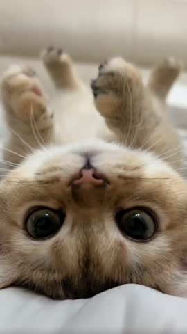 Playful Kitty Enjoying a Meal, Relaxing Animal Video